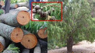 Loại gỗ quý hiếm top đầu Việt Nam: Liệt vào nhóm số 1, từng cạn kiệt, cả rừng chỉ còn 7 cây sống sót