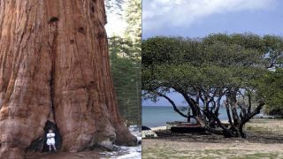 Những cây xanh lập kỷ lục Guiness thế giới: Sống thọ tới 700 năm, có thể tử vong khi chạm phải