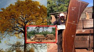 Loại gỗ đắt nhất thế giới chỉ mọc duy nhất một nơi: Bị Mafia ráo riết săn lùng, nguy cơ tuyệt chủng 