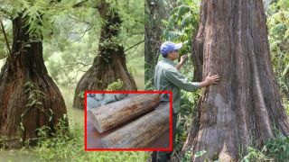 Loài gỗ quý Việt Nam chỉ 3 nước có: Giá 250 triệu/m2, suýt tuyệt chủng vì tin đồn chữa được ung thư