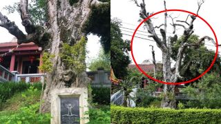 Cây di sản lâu đời nhất Việt Nam ở Phú Thọ: 'Cụ táu' trường tồn hơn 2000 năm từ thời An Dương Vương