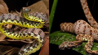 Loài rắn đẹp nhất Việt Nam: Vẻ đẹp siêu thực, được mệnh danh nữ hoàng sắc đẹp của thế giới động vật