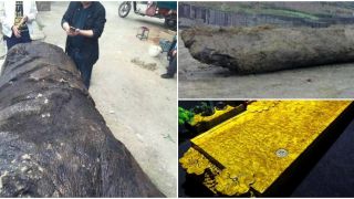 Nhóm dân làng đào được cây gỗ quý hiếm trị giá hàng nghìn tỷ đồng, được mệnh danh ‘gỗ hoàng đế’ 