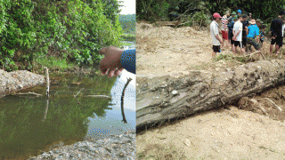 Hai người nông dân đi bắt ốc từng vô tình đào được cây gỗ quý hàng đầu Việt Nam: Dài 15m, có tuổi đời khoảng 100 năm