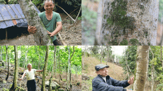 Hộ dân ở Lào Cai có 600 gốc cây thuộc loại gỗ đắt nhất thế giới: Từng có giá 20 tỷ/m3, cây to nhất nặng khoảng 100kg lõi