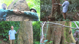 Làng có hơn 1 nghìn cây cổ thụ trăm tuổi thuộc loại gỗ quý ở Việt Nam: Giá 25 triệu/m3, được người dân xem là ‘báu vật’