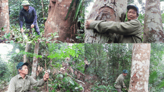 Một hộ dân ở Quảng Bình có hàng nghìn cây thuộc loại gỗ quý hàng đầu ở Việt Nam: Giá 25 triệu/m3, một mực từ chối bán