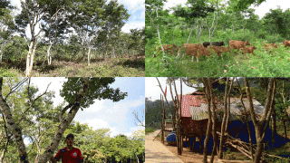 Ngôi làng ở Việt Nam trồng loại gỗ đắt nhất thế giới: Trị giá hơn trăm tỷ đồng, cả làng quyết không bán
