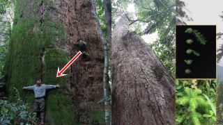Nghệ An có cây gỗ quý hiếm cao nhất Việt Nam, nguy cấp trong sách đỏ: Đường kính hơn 5m, đi bộ 4 ngày mới tiếp cận được