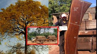 Loại gỗ quý hiếm hơn cả gỗ sưa, 96% nguồn cung từ Brazil, nguy cơ tận diệt vì bị 'mafia' truy lùng ráo riết