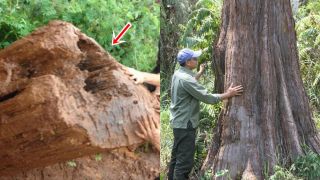 Việt Nam là nước duy nhất có quần thể cây gỗ quý hiếm sắp tuyệt chủng: Sinh vật cổ 'vô sinh' chỉ còn 162 cây