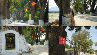 Hàng cây xà cừ cổ thụ trăm tuổi ở Thanh Hóa - di sản Việt Nam: Cây cao nhất bằng tòa nhà 10 tầng