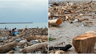 Người dân đổ xô ra biển tìm gỗ sau cơn bão: Xẻ từng cây ngửi mùi mong tìm thấy gỗ quý