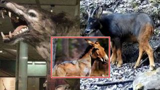 Loài 'sói đầu lừa' đã tuyệt chủng 500.000 năm bỗng xuất hiện, giới khoa học bàng hoàng khi giải mã được 