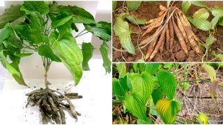 Loại cây mọc hoang ở nhiều nơi tại Việt Nam lại là vị thuốc quý ít ai biết, được ví tốt như ‘nhân sâm’