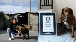 Sau 8 tháng đạt Kỷ lục Guinness, chú chó sống lâu nhất thế giới vừa qua đời ở tuổi 31