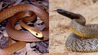 Cận cảnh loài rắn hung dữ nhất thế giới: Chỉ cần tung một đòn cũng khiến con mồi bị khuất phục
