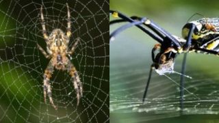 Tại sao loài nhện giăng tơ bắt mồi nhưng không bao giờ bị dính vào bẫy của chính mình?