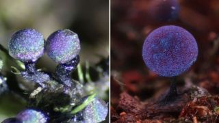 Khám phá loại nấm đẹp bậc nhất hành tinh: Được ví như thiên hà thu nhỏ, màu sắc độc lạ có 1-0-2