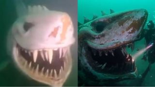 Cá mập khổng lồ có nụ cười quỷ dị từng gây chấn động thế giới, sự thật phía sau mới gây bất ngờ