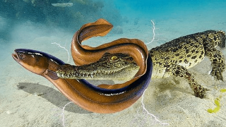 Sức mạnh ‘khủng khiếp’ của lươn điện có thể hạ gục cả cá sấu: Phóng dòng diện lên tới 600 volt, khiến con mồi tê liệt