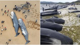 Sự thật tàn khốc về sự sống chết của cá voi, con người là mối đe dọa nghiêm trọng nhất?