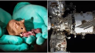 Nhật Bản là nước đầu tiên trên thế giới nuôi phôi chuột trong không gian, mục đích đằng sau là gì? 