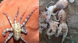 Bí ẩn loại bạch tuộc có nọc độc gấp 50 lần rắn hổ mang: Xuất hiện ở biển Việt Nam, 25g nọc độc có thể hạ gục 10 người