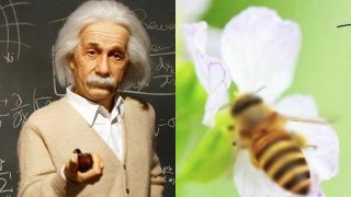 Einstein từng tuyên bố: Nếu sinh vật này tuyệt chủng, loài người sẽ chỉ còn tồn tại được thêm 4 năm