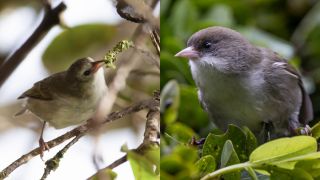 Loài chim quý hiếm chỉ còn đúng 5 con trong tự nhiên, giới khoa học 'đau đầu' tìm cách bảo tồn
