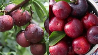 Việt Nam có loại quả chua chua ngọt ngọt, giúp giảm đường huyết, chống oxy hóa hiệu quả