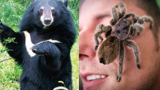 Cách xử lý sai lầm khi gặp nhện và gấu ngoài đời có thể gây nguy hiểm đến tính mạng