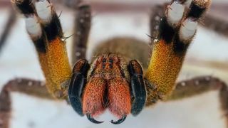 Loài nhện độc nhất thế giới được mệnh danh ‘kẻ giết người’