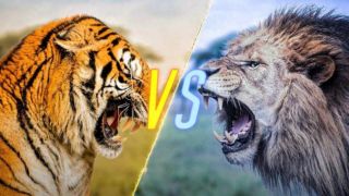 Đâu là vua của các loài động vật? So sánh sức mạnh giữa hổ và sư tử khi đối kháng!