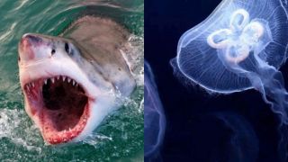 Nhỏ nhưng hung dữ: Sinh vật nào khiến cá mập sợ hãi?