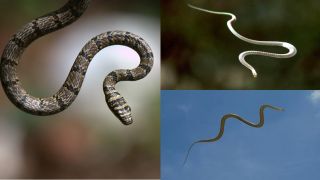 Việt Nam sở hữu loài rắn độc nổi tiếng thế giới, không có cánh vẫn có thể bay nhảy như chim