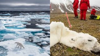 Nguy cơ tuyệt chủng gấu Bắc Cực và sự thật khủng khiếp hơn ở đằng sau: Báo động cho trái đất điều này!