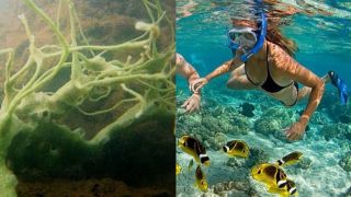 Sinh vật độc lạ có 1-0-2 dưới đáy biển Việt Nam, có ngoại hình khiến giới khoa học phải tò mò