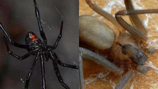3 loài nhện độc nhất, có thể giết được rắn độc!