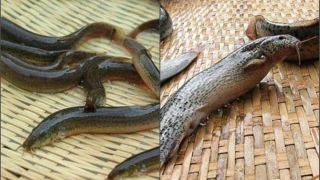 Việt Nam có loài cá được ví như ‘nhân sâm nước’: Ăn đến đâu bổ đến đấy, tăng cường sinh lực phái mạnh