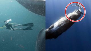 Điều gì xảy ra nếu con người bị cá voi nuốt chửng?