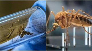Mỹ thả 2,4 tỷ con muỗi biến đổi gen, các nhà khoa học tiết lộ sự thật về mục đích đằng sau
