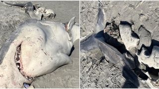 Kinh hoàng xác cá mập trắng lớn bị cá voi sát thủ xé làm đôi để ăn gan