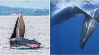 Cá voi xanh thải 2 tấn phân mỗi ngày, được coi là ‘báu vật’ của biển cả