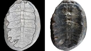 Sự thật về hóa thạch thực vật cổ đại được thu thập 50 năm trước, hóa ra không phải thực vật
