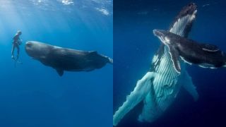Cá voi phải nổi lên để thở nhưng lại thích ngủ dưới biển, tại sao chúng không bị chết ngạt?