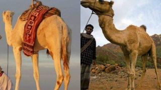 Khả năng nhịn đói khó tin của lạc đà trên sa mạc