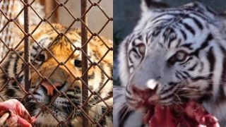 Tại sao sở thú không cho hổ ăn thịt lợn? Cách xử lý xác hổ mới đáng kinh ngạc!