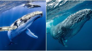 Con người trò chuyện với cá voi lưng gù để tìm hiểu cách giải thích các tín hiệu ngoài trái đất