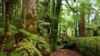 Khu rừng già nhất thế giới gần 400 triệu năm tuổi nhưng hiện chỉ còn trong 'trí tưởng tượng'